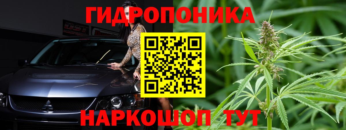 Конопля планчик Сунжа